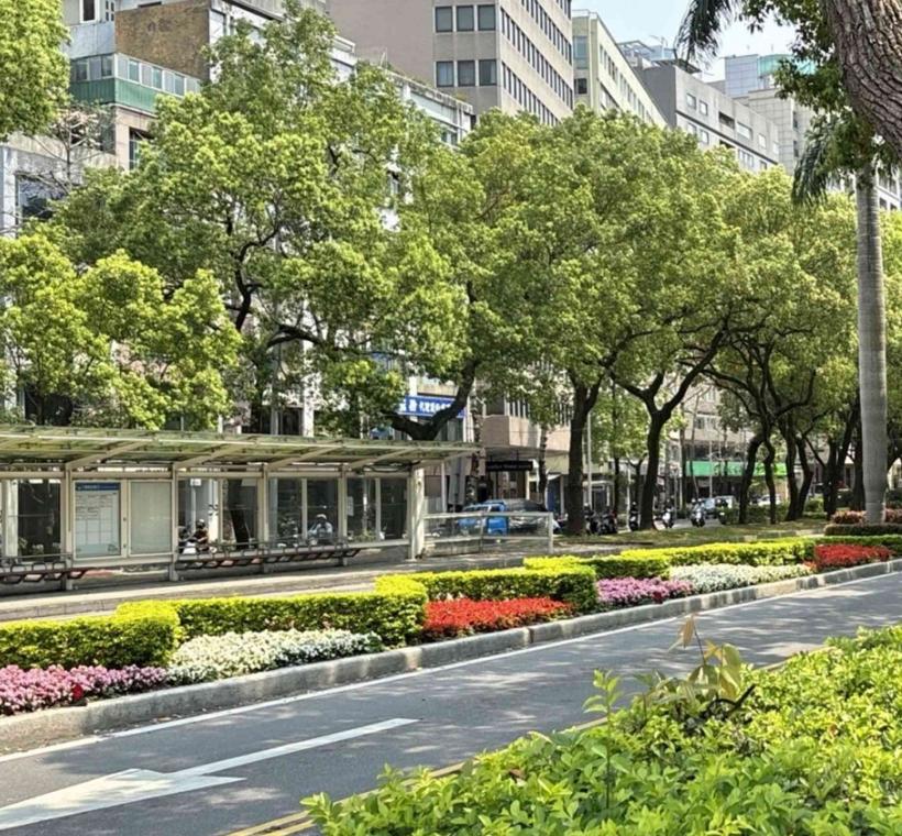 圖6.仁愛路種植四季秋海棠、金葉金露華