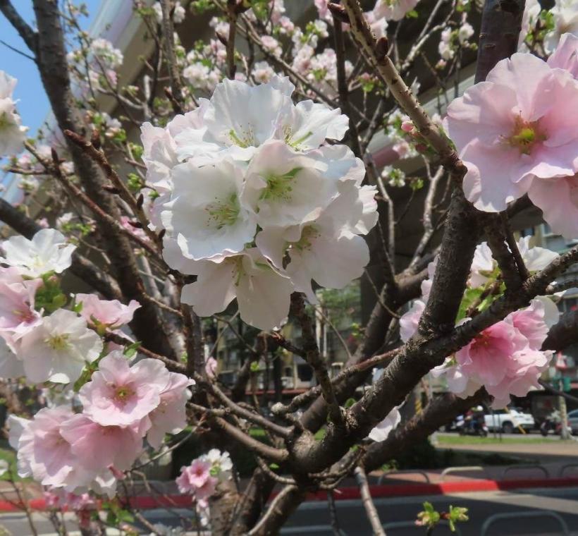 北投線形公園幾株墨染櫻增添春色。