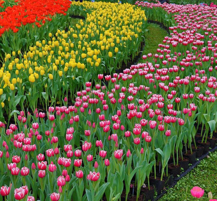 2026 CKS Shilin Residence Tulip Festival