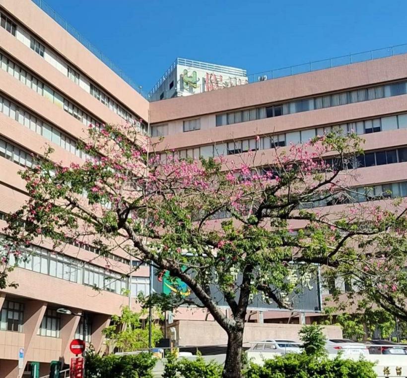 秋意漸濃，臺北街頭卻迎來一場美人樹繽紛的秋日花景(雨聲街)