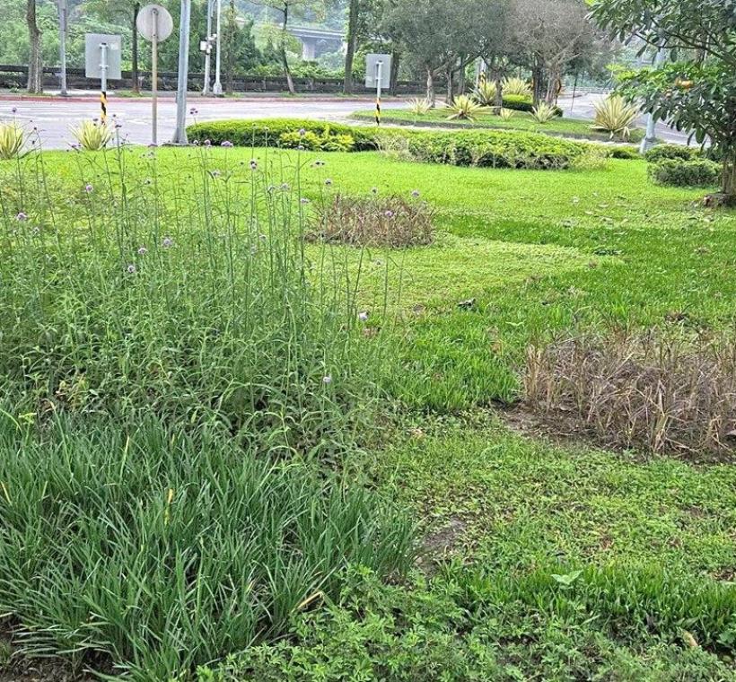 圖8.新光路2段分隔島種植紫葉狼尾草、鳥尾花、立鶴花、柳葉馬鞭草