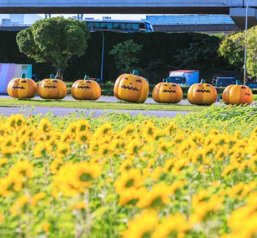已盛開的是右區(靠南瓜側)的莫內品種向日葵
