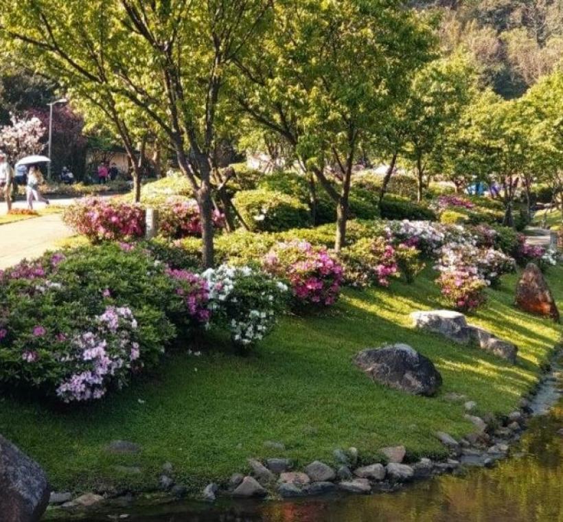 陽明公園櫻花溪流區