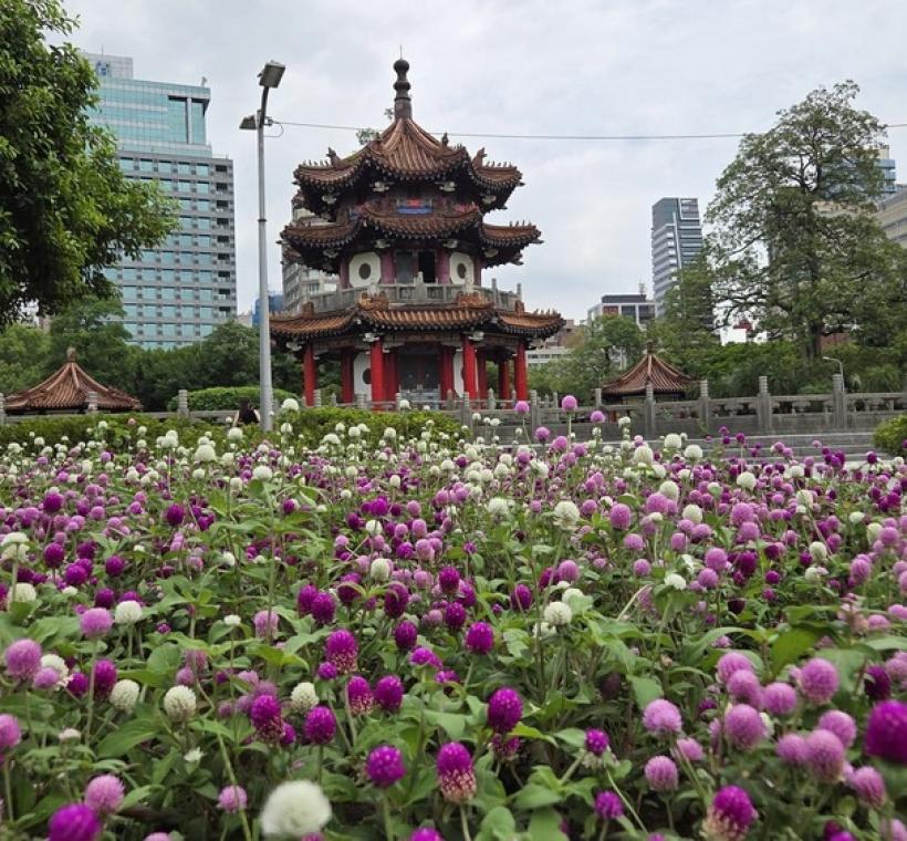 圖5.二二八和平公園八角亭旁的圓仔花