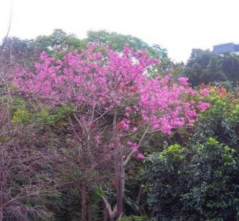 (圖片5) 北投田心仔綠地粉色的美人樹為山景增添秋色