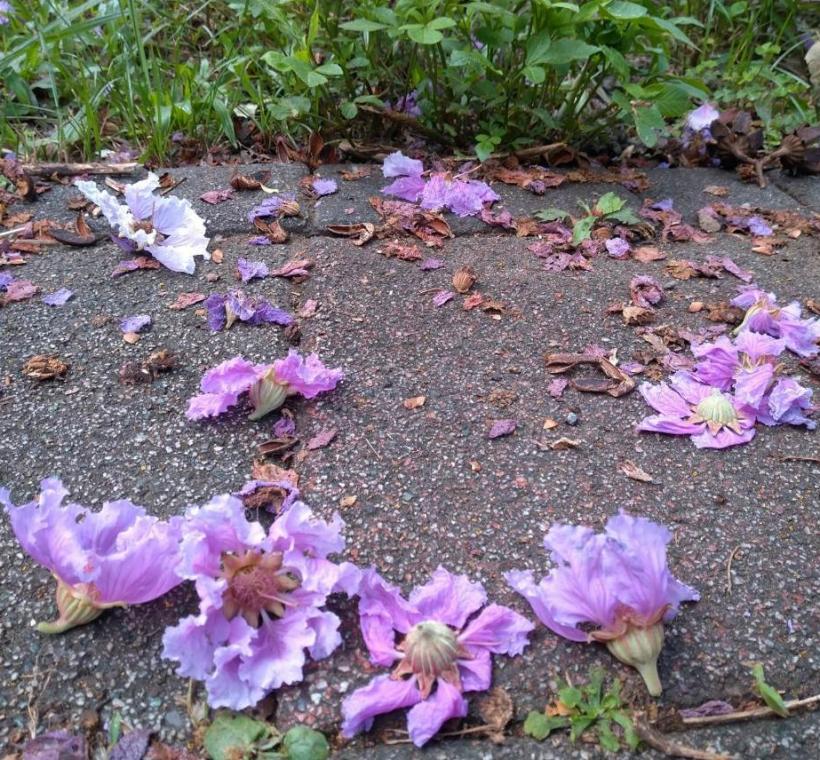 圖5 微風中隨微風而墜下的落花如同紫吹雪，是另一種「紫爆」浪潮襲來美感