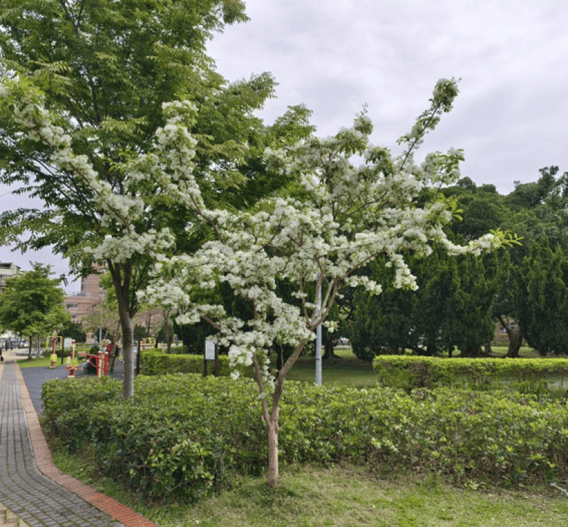 振興公園流蘇很大氣
