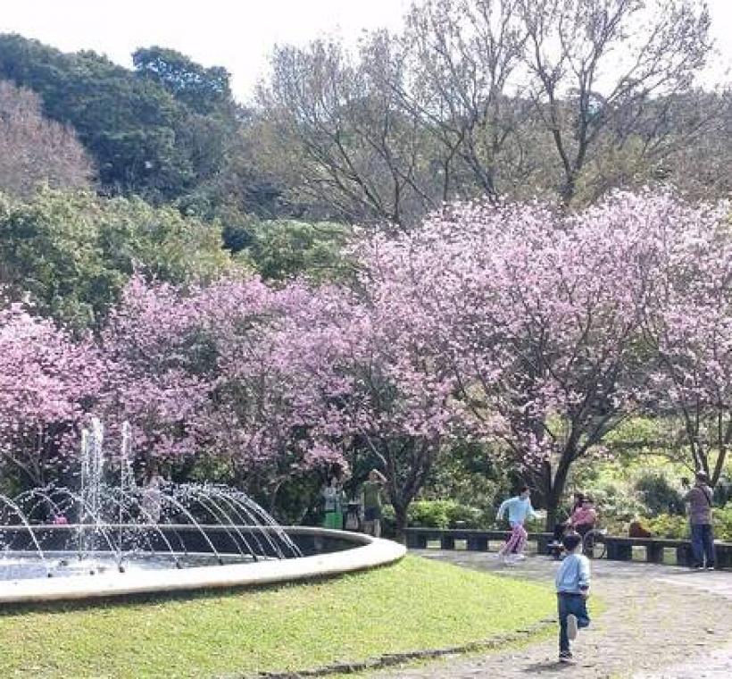 陽明公園噴水池昭和櫻