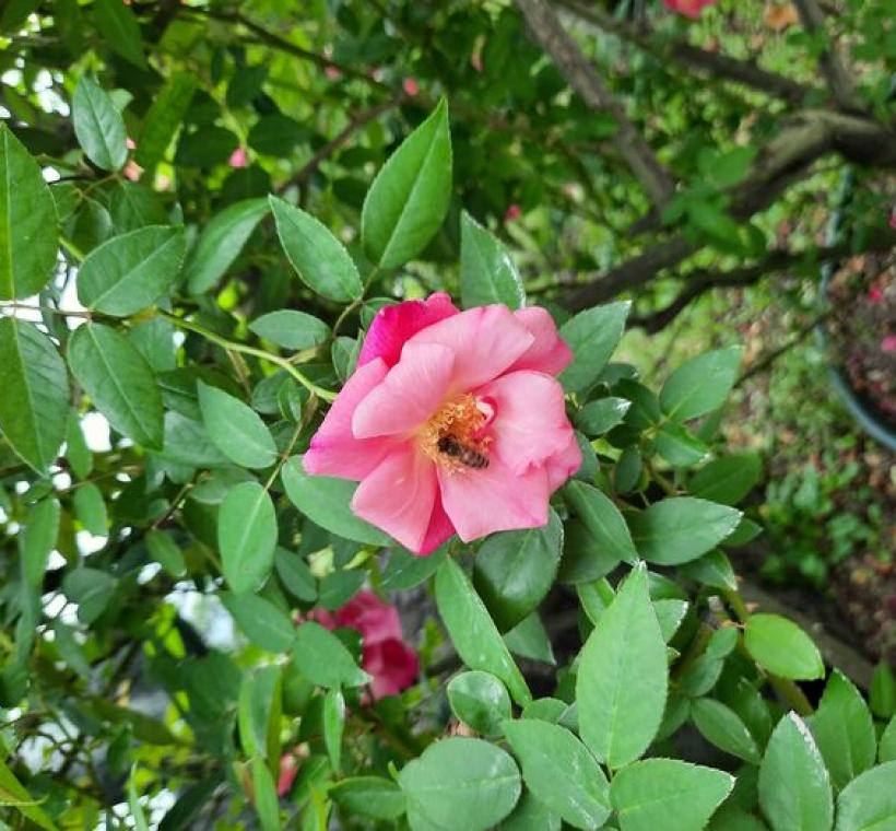 「Madame Antoine Rébé」由於它的花量繁盛，香氣濃厚，吸引蜜蜂採蜜。
