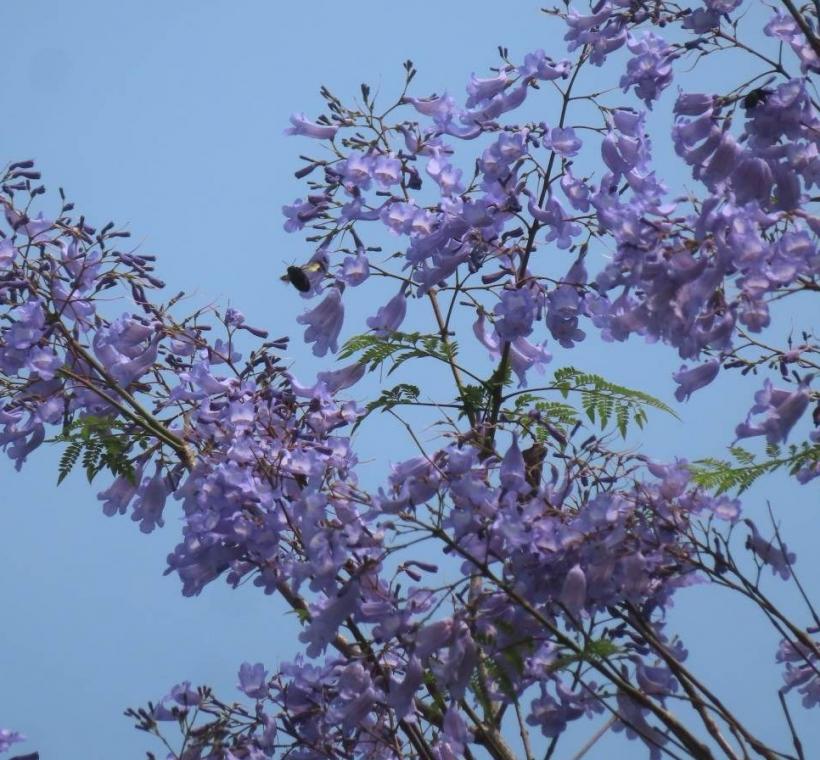 天母浪漫亭藍花楹蟲鳥訪花。