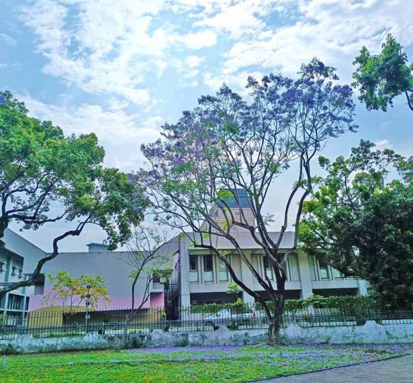 天母浪漫亭藍花楹盛開美景