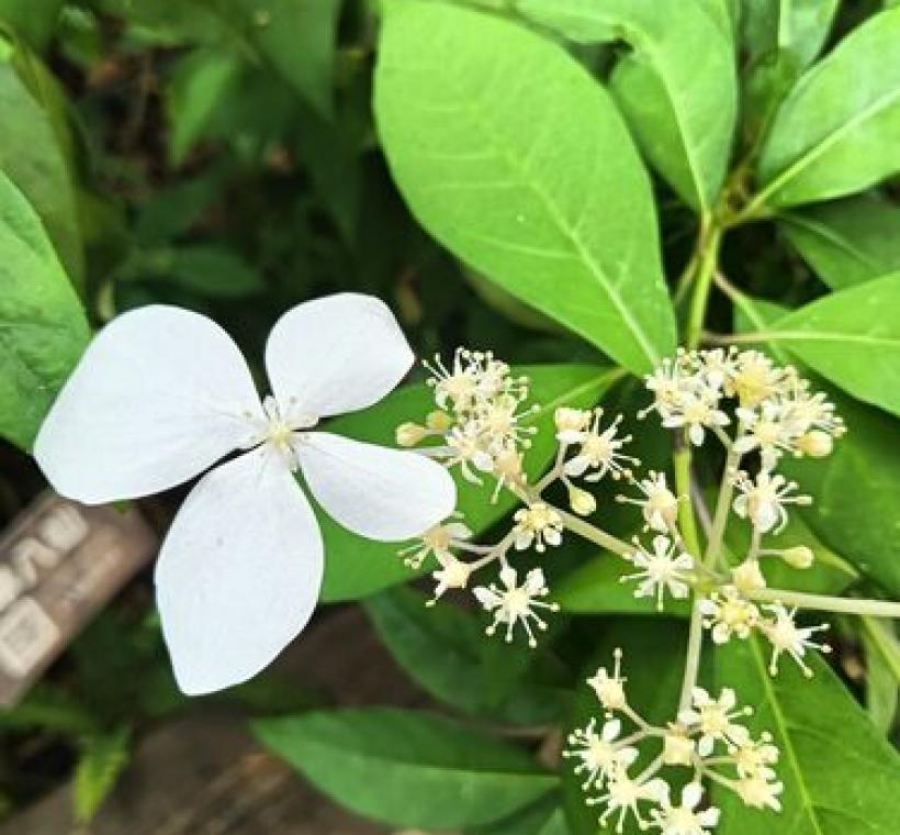 華八仙的白色不孕性花非常大且顯眼。