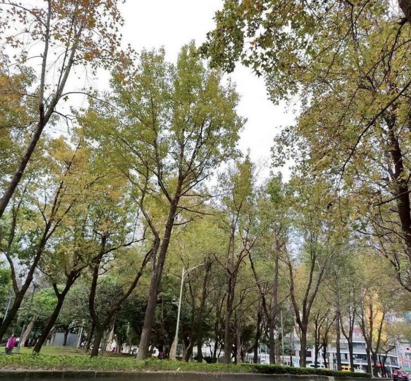 不管是晴天還是陰天，隨便拍都很美(林森公園、康樂公園)