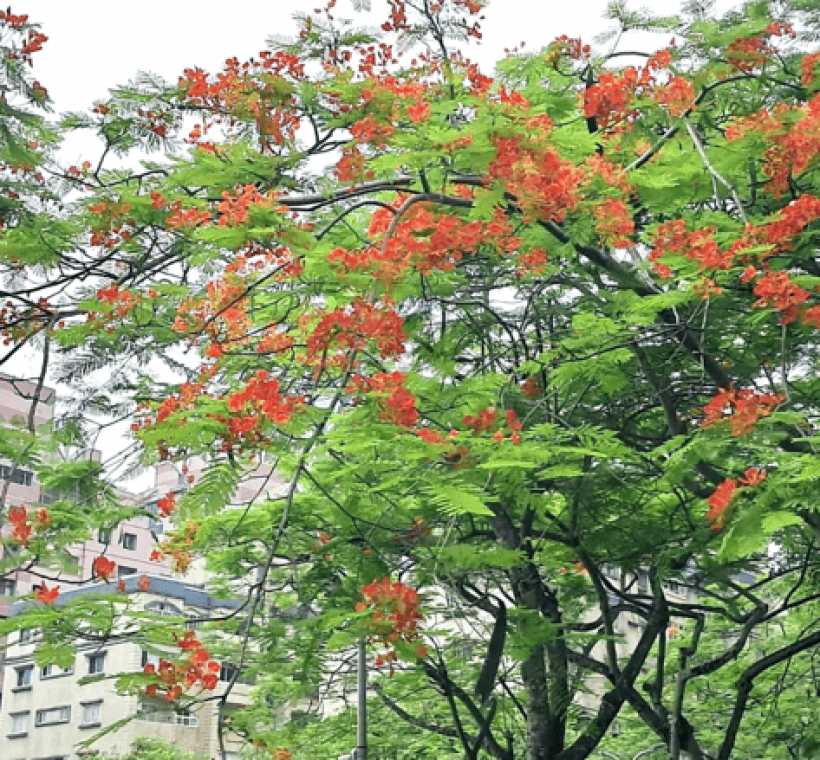 松德公園鳳凰木近照。