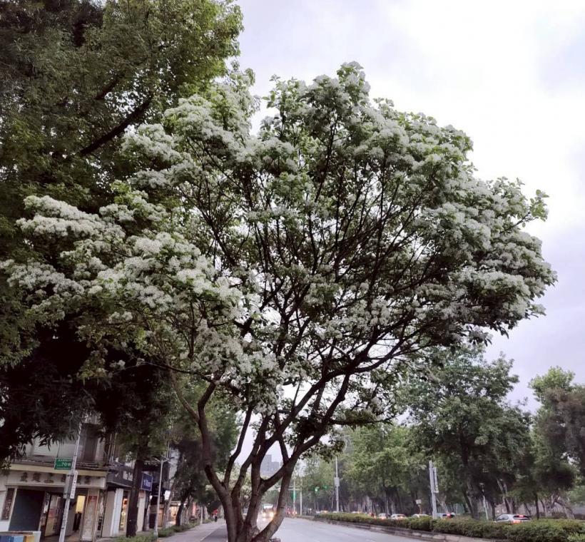 新生南路三段流蘇盛開，在完善的人車分道街景中，與步過的行人共同勾勒出城南靜謐的春日律動
