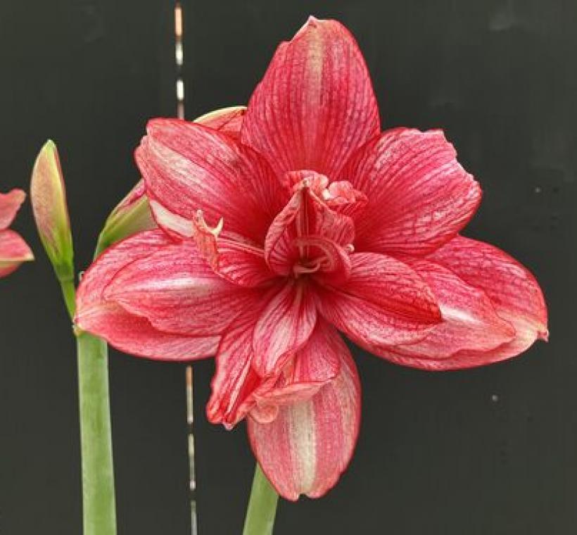 「紫蝶」孤挺花是網路上的人氣王