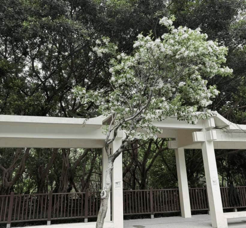 天母公園也有流蘇