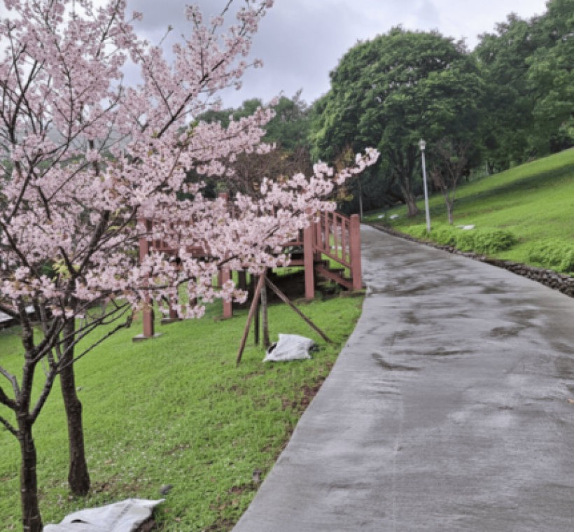 嗄嘮別公園以櫻花植栽為主要景觀特色，呈現粉紅嗄嘮別的春季柔和細緻的花景樣貌。*嗄嘮別公園櫻花景觀 AI 示意圖*
