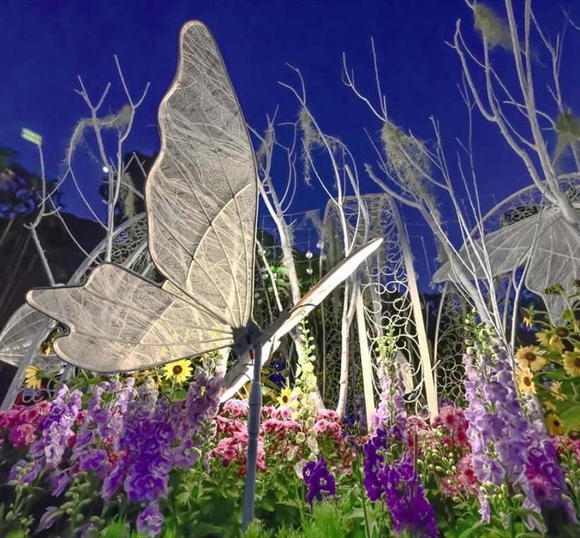 優選-藝菊圓夢-許哲嘉