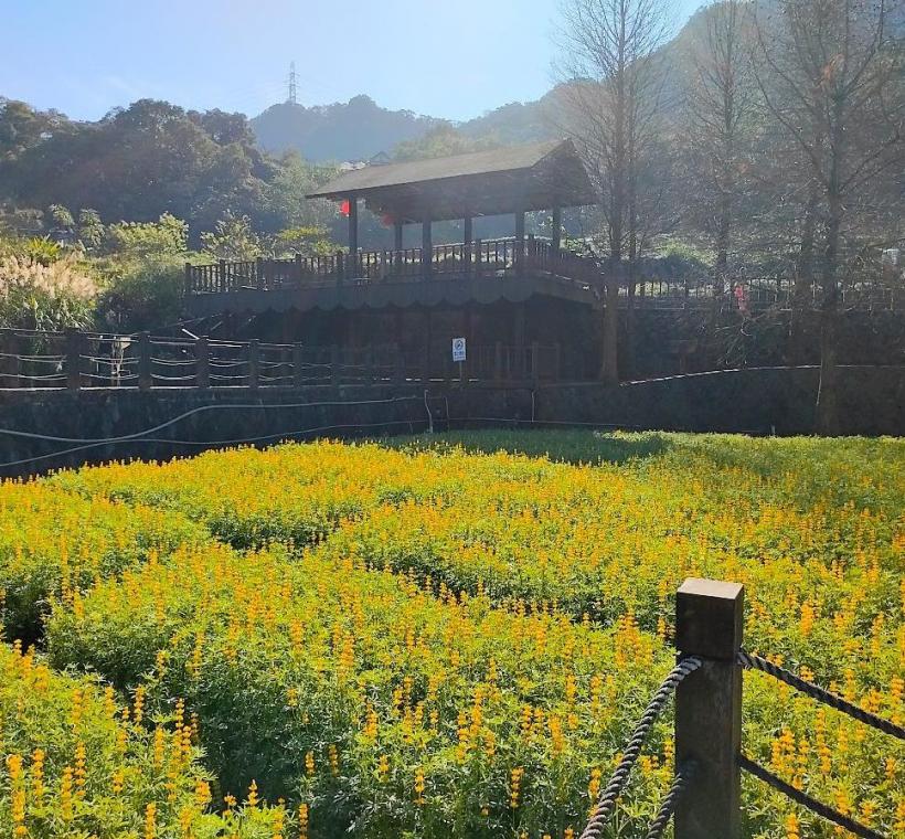 魯冰花花海與周邊落羽松林、層層山巒相互輝映