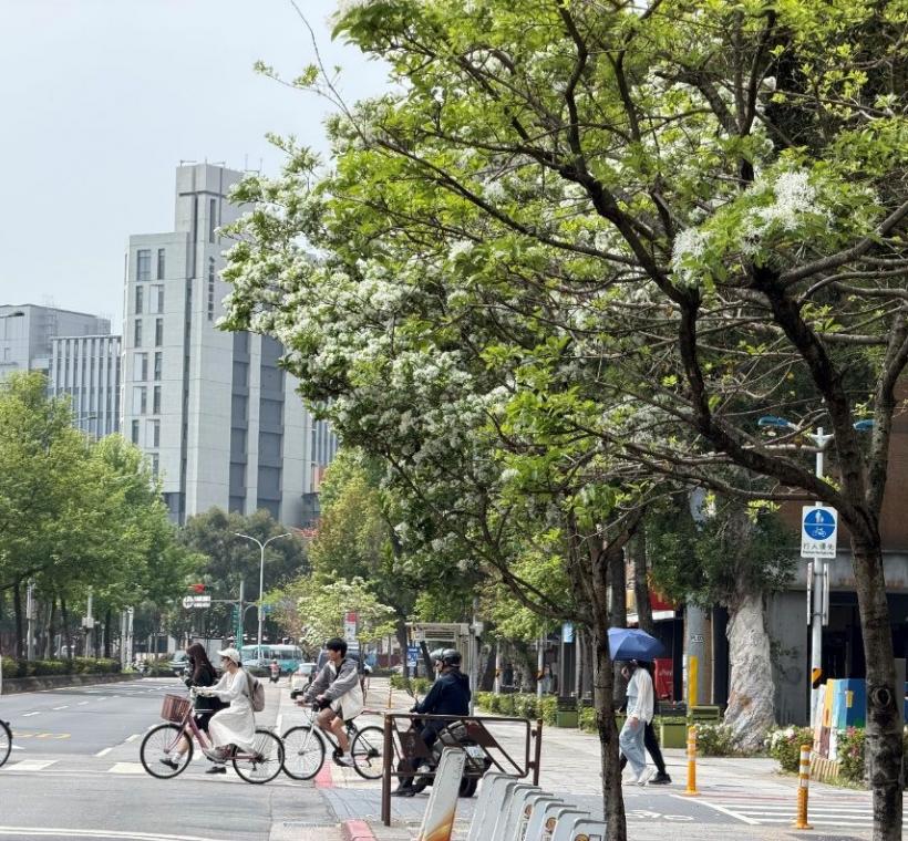 新生南路三段人行道流蘇初綻，翠綠新葉與雪白花序交織出人文薈萃的春日序幕