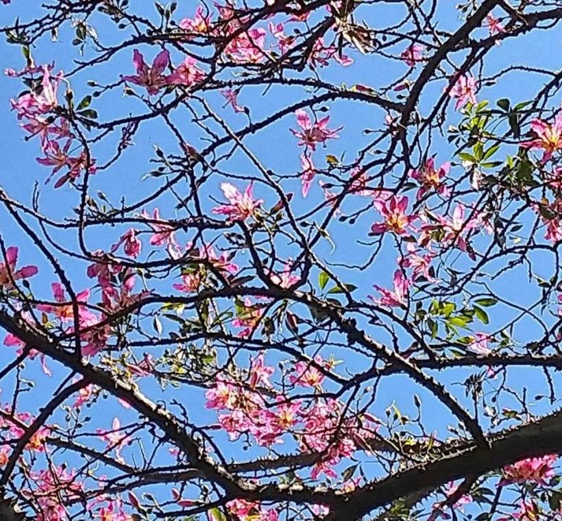 秋意漸濃，臺北街頭卻迎來一場美人樹繽紛的秋日花景(忠義街)