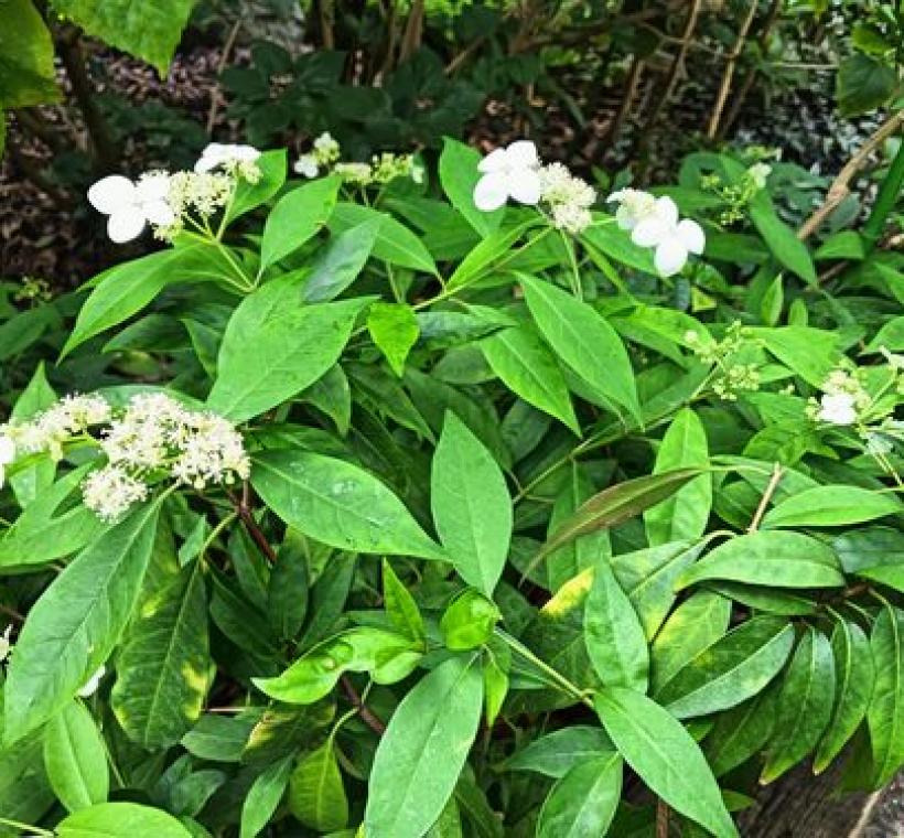 華八仙花叢好似有白粉蝶停留其中。