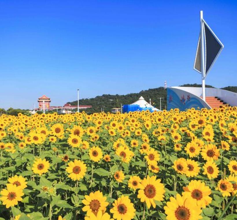 大佳河濱花海 向日葵花海盛開 現在正是賞花期 