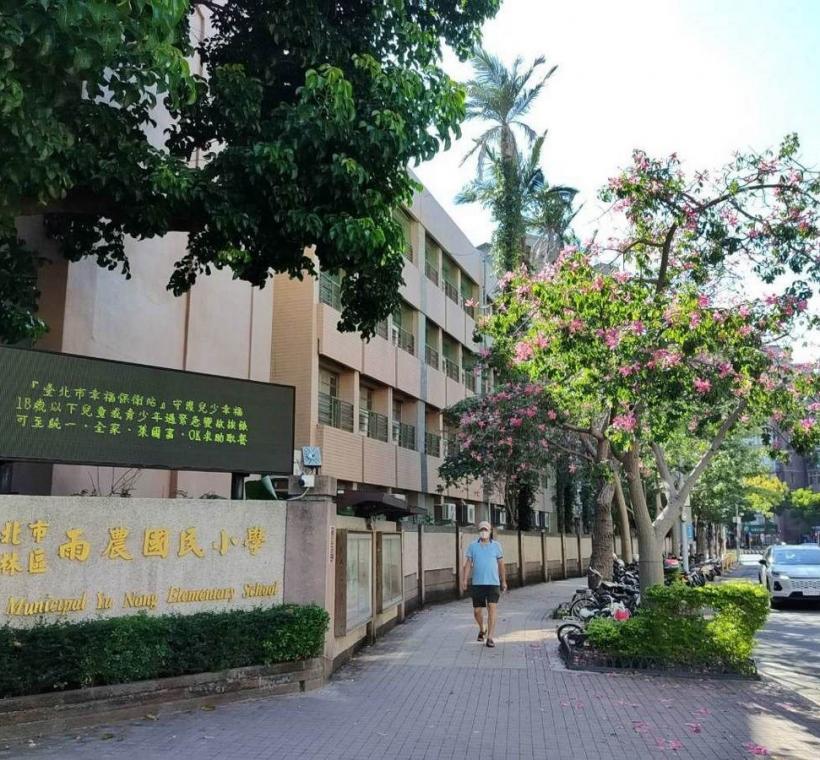 秋意漸濃，臺北街頭卻迎來一場美人樹繽紛的秋日花景(忠義街)
