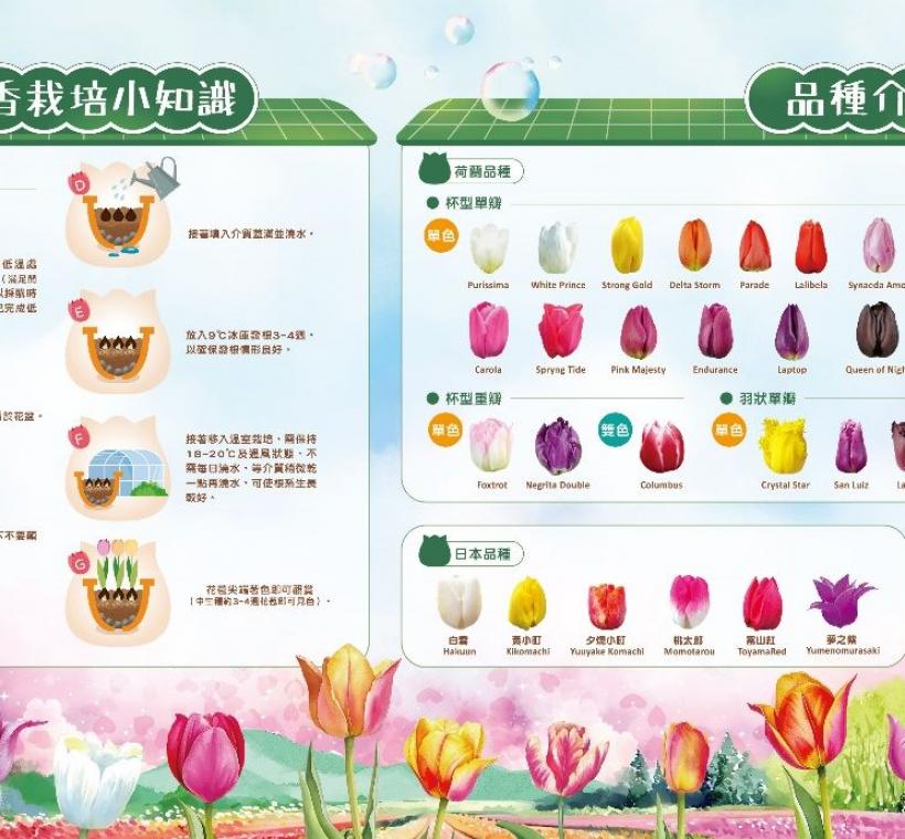 來到「鬱見霓虹」展區可以看到來自荷蘭的鬱金香品種介紹及瞭解鬱金香栽培相關知識