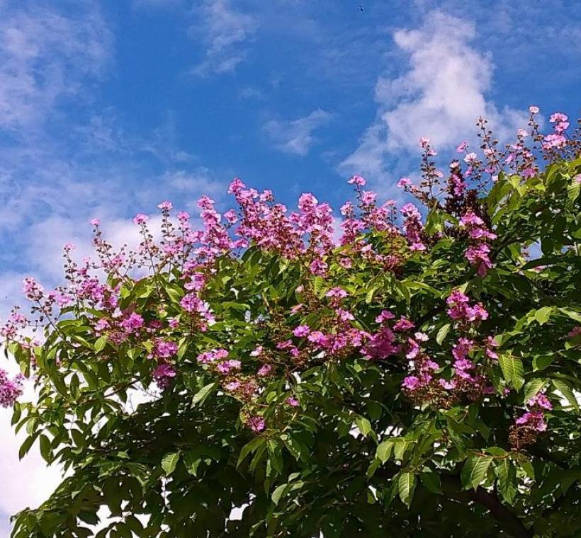 民權東路大花紫薇枝頭綻放，一簇簇粉紫色花朵如雲似霞景