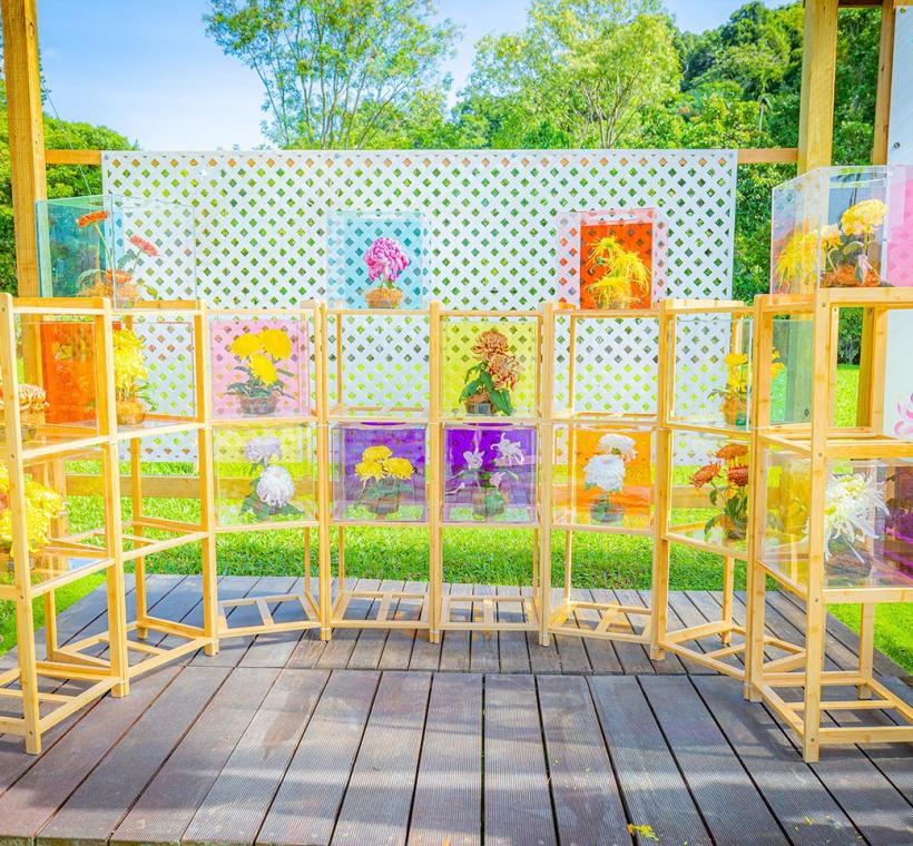 今年以切花展出特色品種大菊