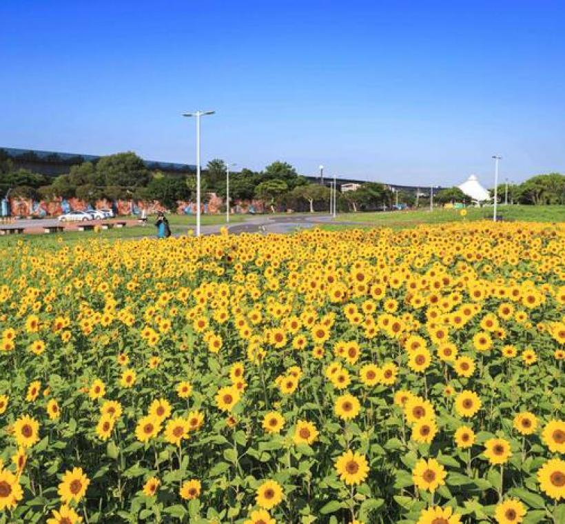 大佳河濱花海 向日葵花海盛開 現在正是賞花期 
