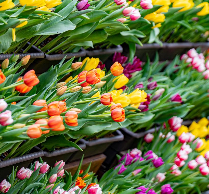 2026 CKS Shilin Residence Tulip Festival