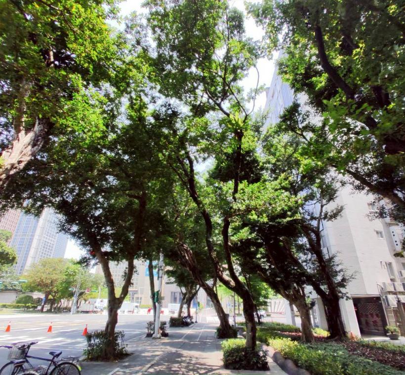  仁愛路四段的人行環境以榕樹做為街道綠化的主體，沿線規劃植栽路樹及多種多樣的地被植物
