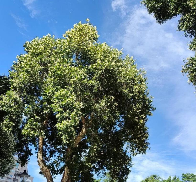 颯爽金風拂過新生南路，沿途高聳挺立的白千層也迎來秋天的盛花期