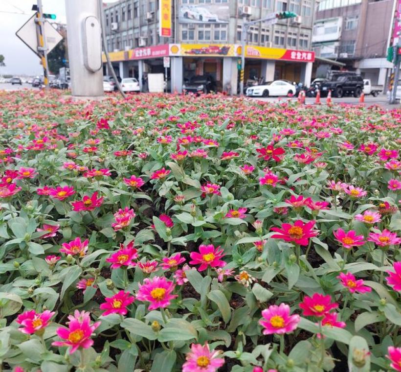 盛開的百日草，明豔的花色自帶spotlight，讓人無法忽視它的身影。