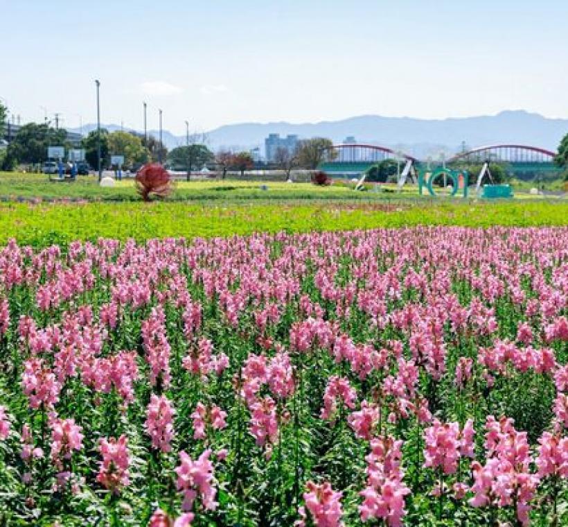 古亭河濱花海 繽紛綻放中