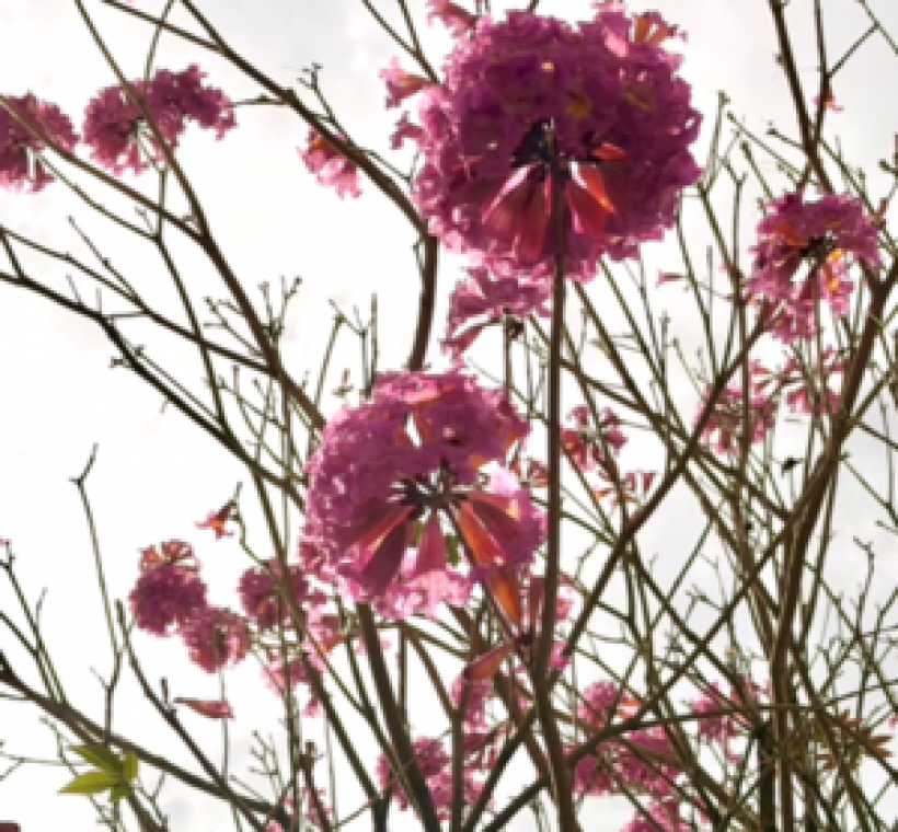 漫步玉門街欣賞洋紅風鈴木