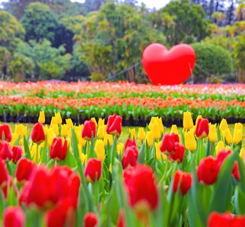 2025 CKS Shilin Residence Tulip Festival