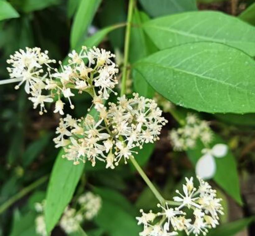 華八仙可孕性花，為淺黃色小花。