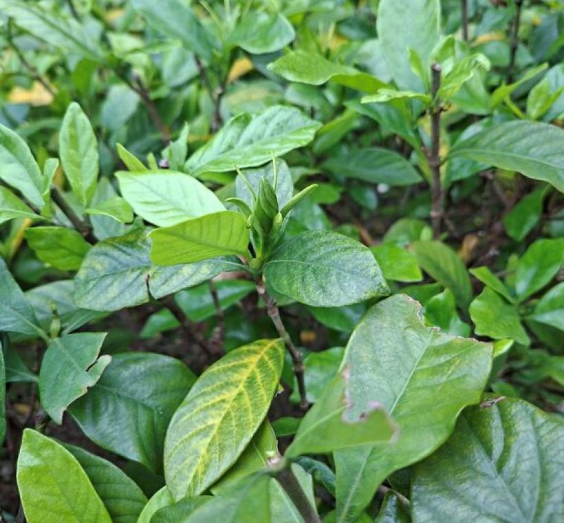 許多梔子花還在含苞之中，溫柔地等待著慢慢盛開的那一刻。