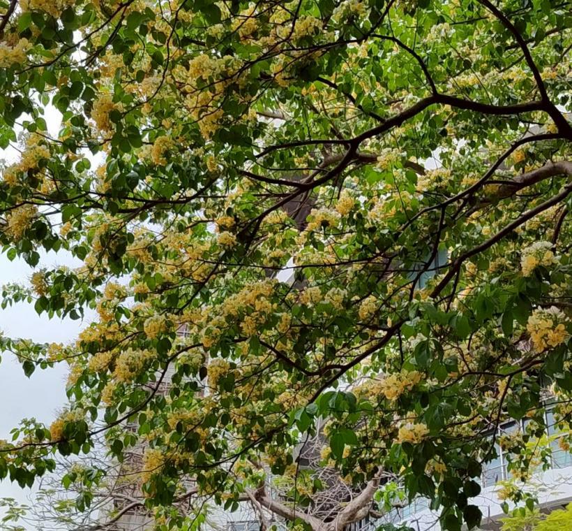 仁愛圓環96年種植加羅林魚木加強景觀印象，現今小樹已長成參天大樹，更在春末開展出銀白色繽紛花朵