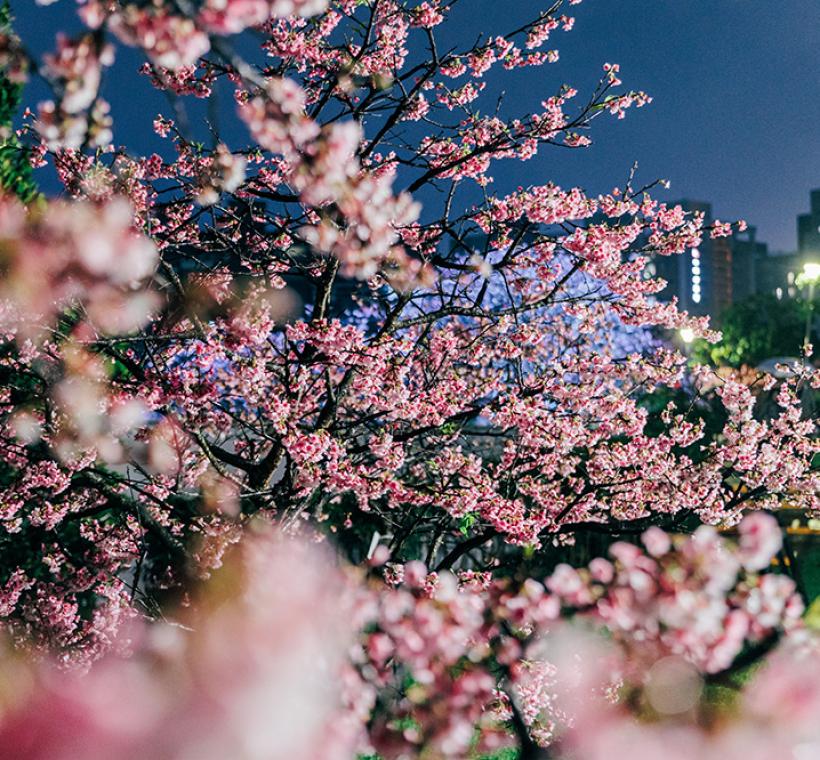 2026樂活寒櫻-夜間3