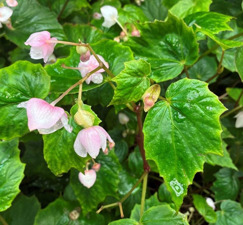 圖1水鴨腳秋海棠的不對稱葉片及雌雄異花特徵。