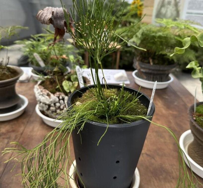 「松葉蕨」為極原始的維管束植物，被譽為「遠古活化石」，全身僅由莖組成，沒有根與葉，展現出簡約而奇特的生命美感