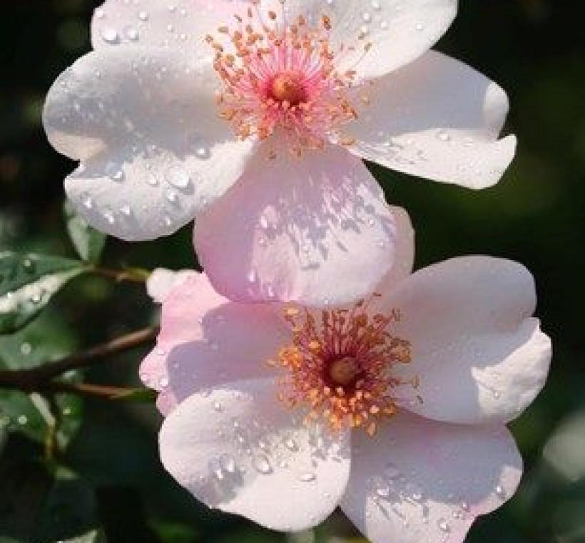 粉紅莎可琳娜 （Pink Sakurina）呈現櫻花般的心形花瓣，花色為柔和的粉紅色