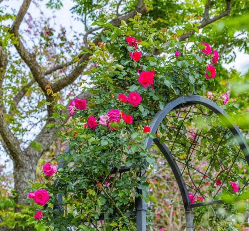 蔓性烏拉拉隱身於五彩玫瑰園區，攀上花拱展現獨有的美麗