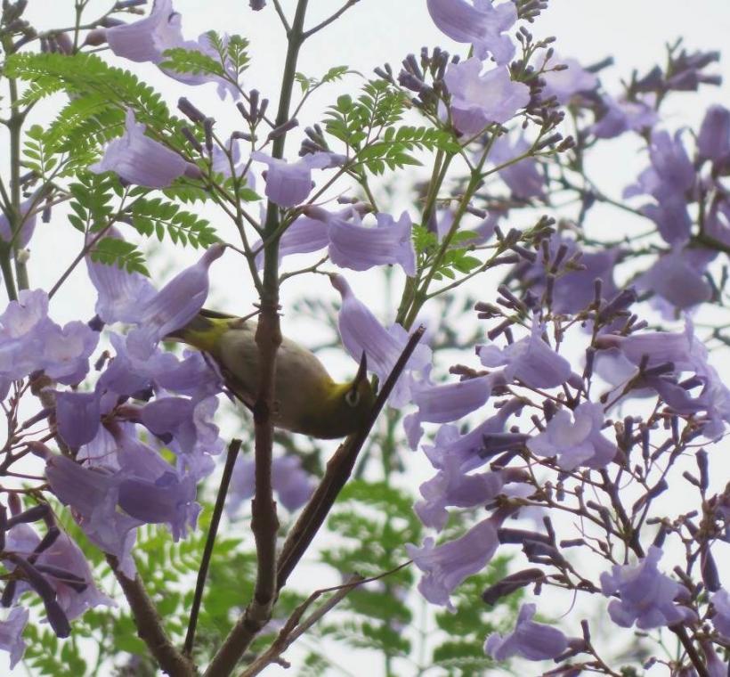 天母浪漫亭藍花楹蟲鳥訪花