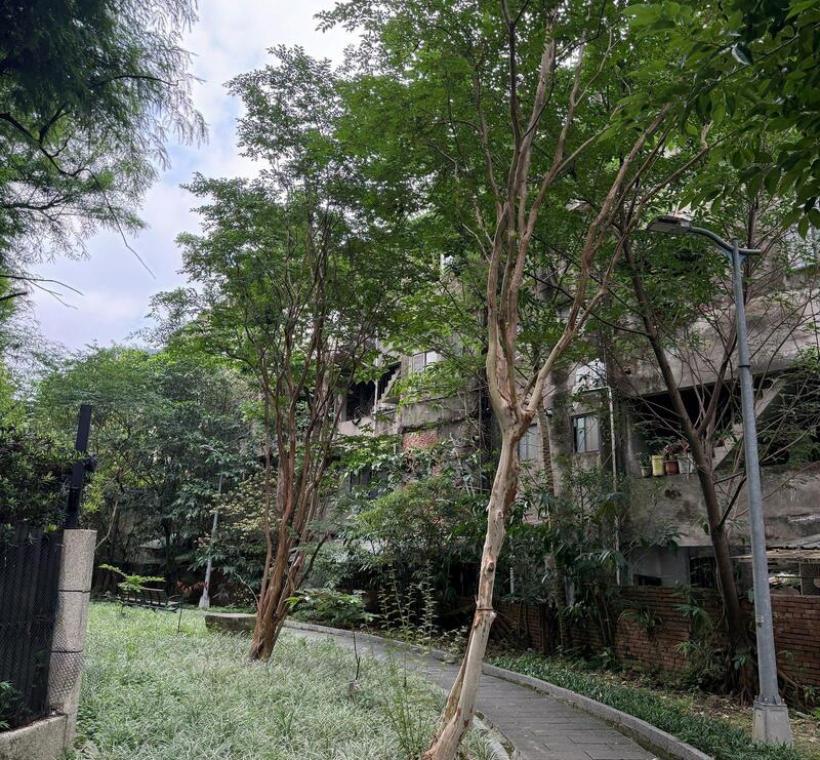 南港區園區綠地九芎樹景